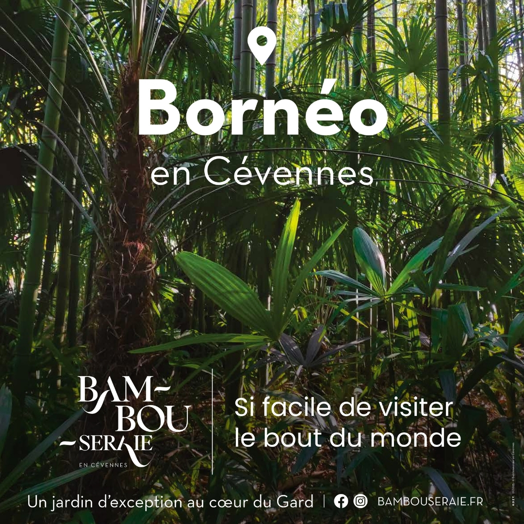 Bambous géants et végétation luxuriante à la Bambouseraie en Cévennes
