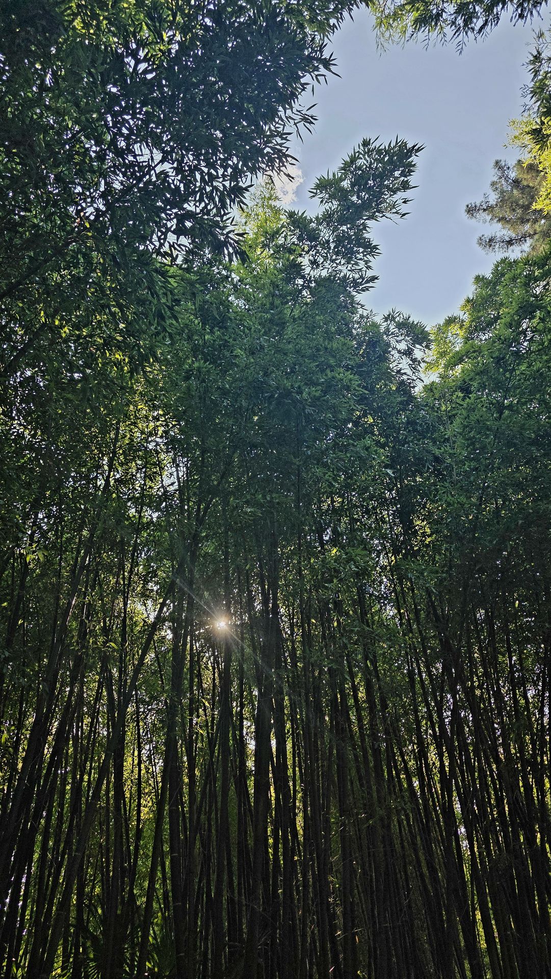 Soleil filtrant à travers les bambous et la végétation de la Bambouseraie en Cévennes