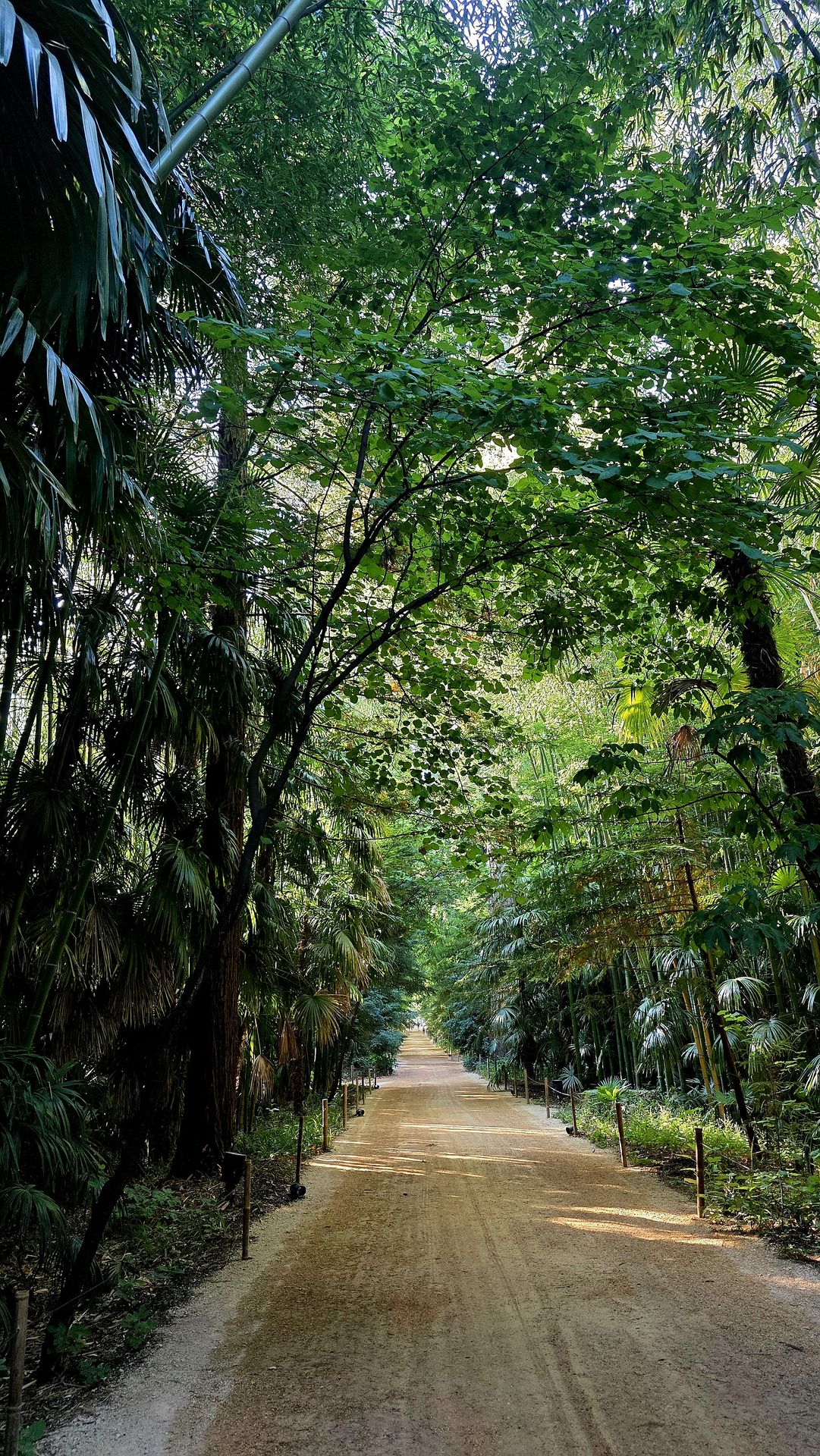 Promenade sous une végétation dense et ombragée à la Bambouseraie en Cévennes