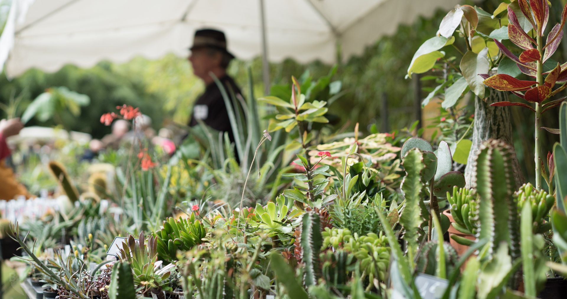 L’Espace Jardinerie de la Bambouseraie en Cévennes