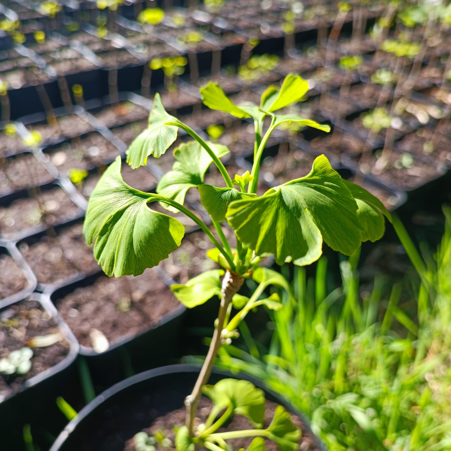 Production de Ginkgo