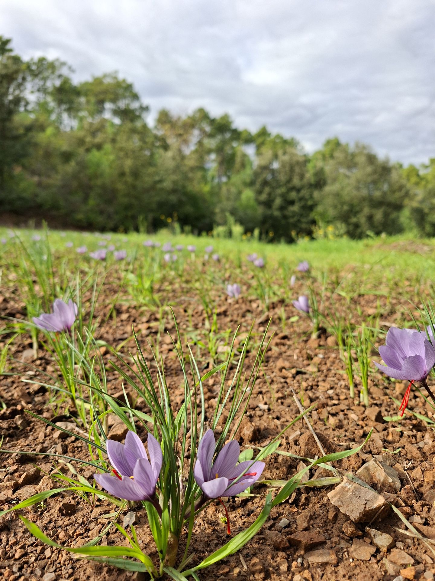 Safran bio, miel au safran et sirop de safran de Safran d'Anduze