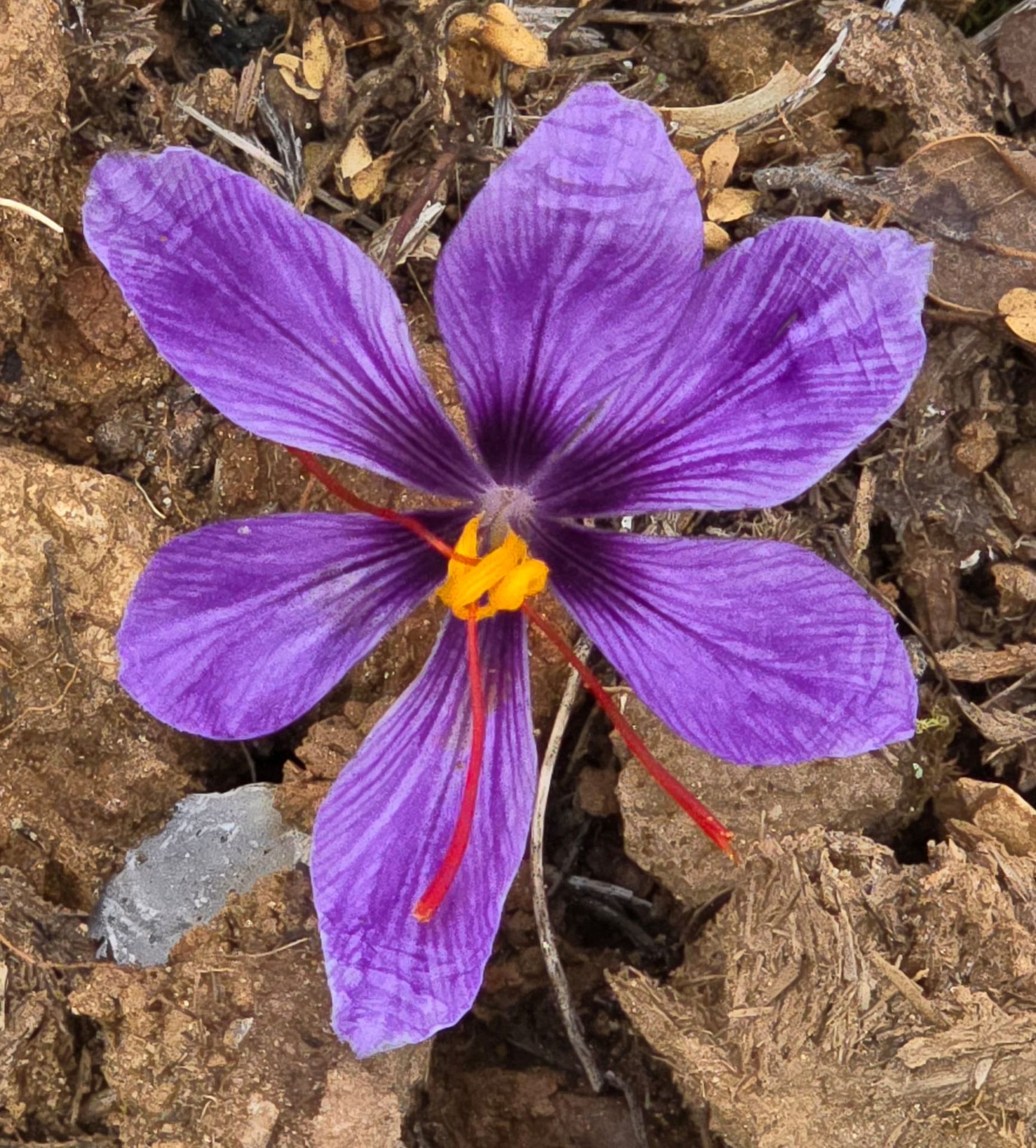 Raphaël Hun récoltant à la main les fleurs de safran dans les Cévennes