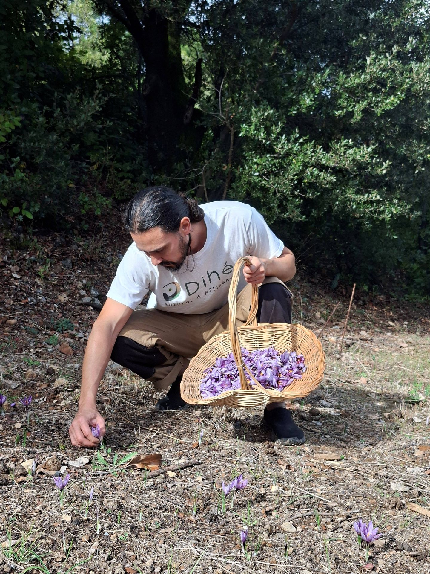 Floraison des Crocus sativus dans une safranière des Cévennes