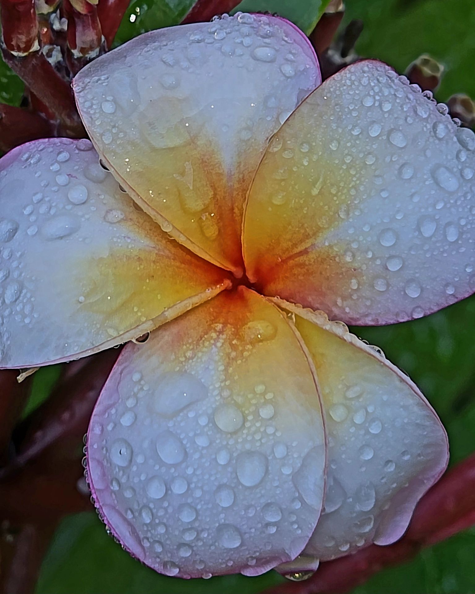 Végétation de la Bambouseraie sous la pluie